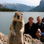 pickle_squirrel